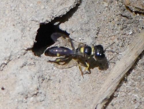 Tracheliodes quinquenotatus
